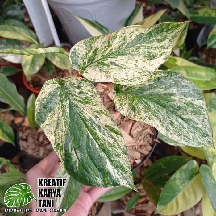 Tanaman hias amydrium zippelianum varigata - Amydrium varigata