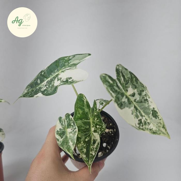 Alocasia frydek variegata