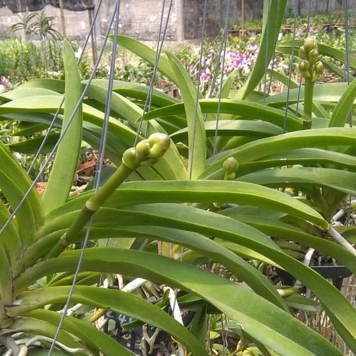 Anggrek Vanda Pink dewasa bunga besar