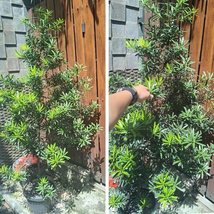 tanaman Lo Han Sung tinggi 1.7 m