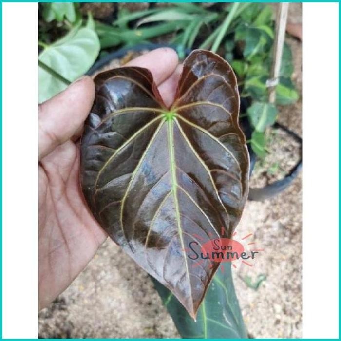  Anthurium Regale Peru Cutting Tunas - Tanaman Hias Bibit
