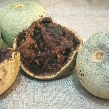 

Buah Kawista Kawis Lasem Rembang 1kg READY STOCK