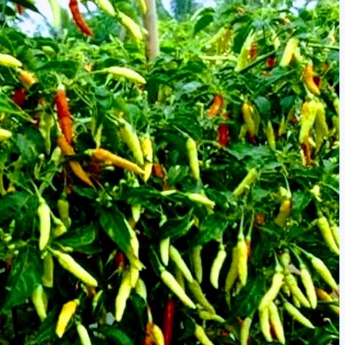 2 PAKET Bibit Pohon Cabe Rawit PEDAS sudah Berbuah