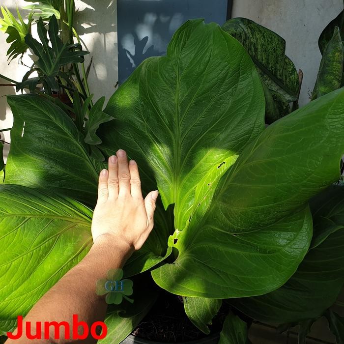 Tanaman Hias Anthurium Jemani King Cobra Jenmanii Cobra Asli - Jumbo