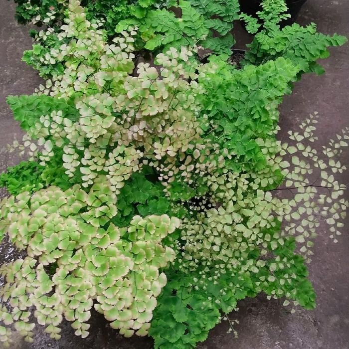 Suplir Betok Pucuk Merah Tanaman Hias