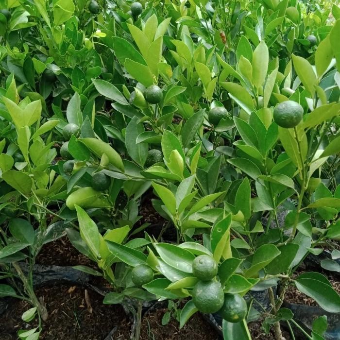 bibit buah jeruk sonkit super