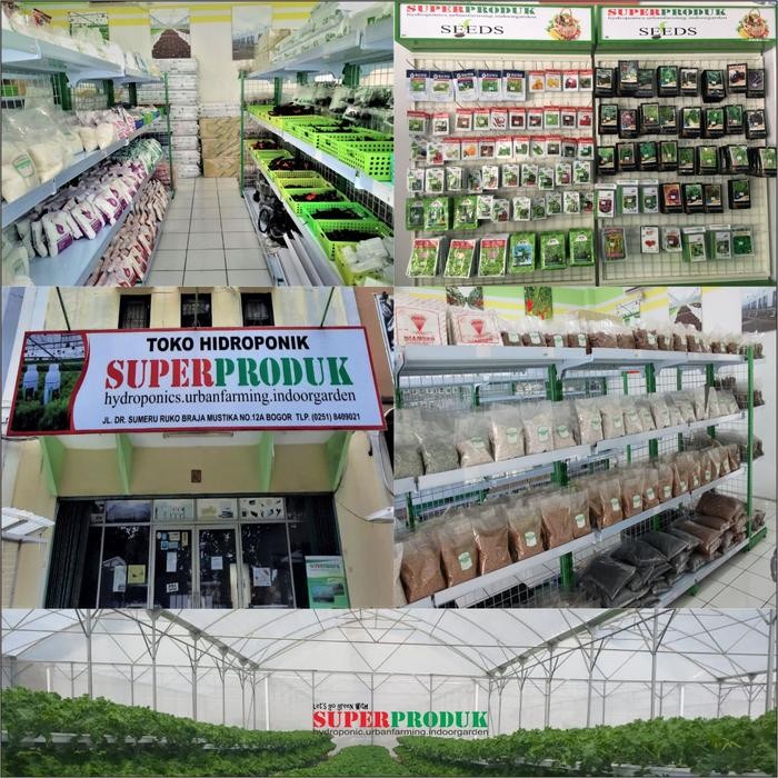 Benih-Bibit Melon 101 F1 Melon Dalmatian Sweet-New Day Seed