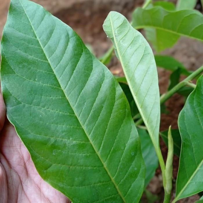 Yready Bunga Kantil Merah Asli