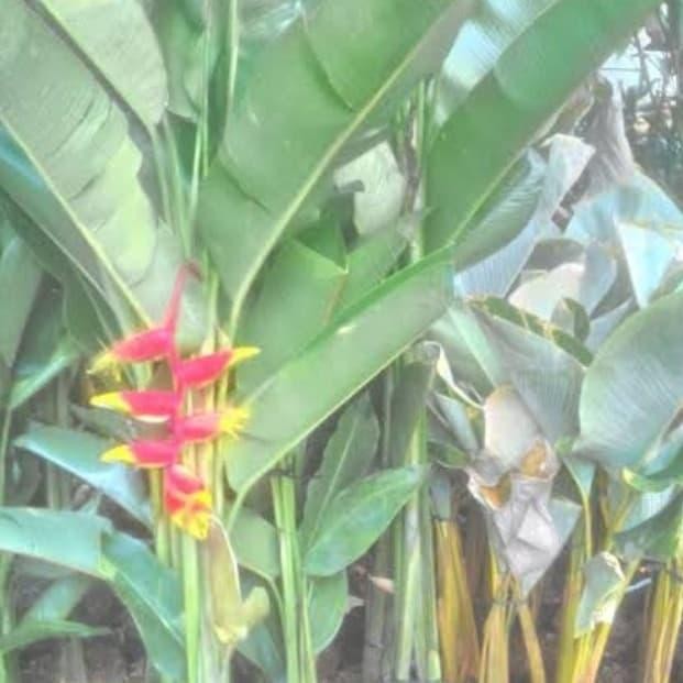 jual pisang karibay 1 meter - pisang hias karibay - only