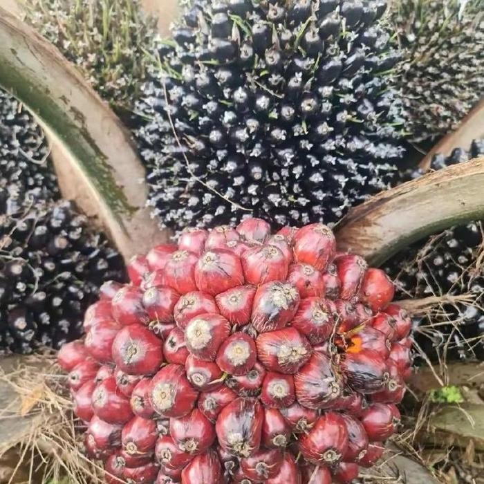 benih bibit polong sawit TENERA GOLDEN