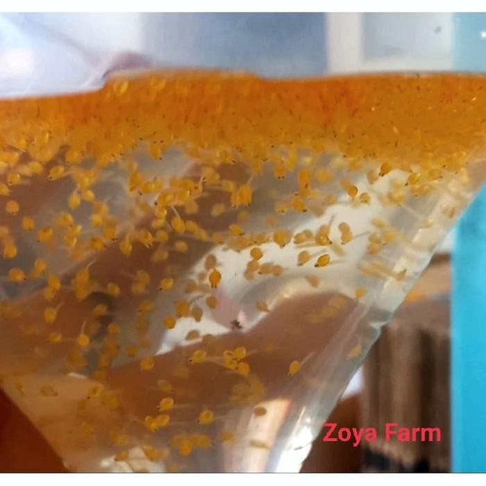 

(Expert) Telur Gurame Soang Paket 1000