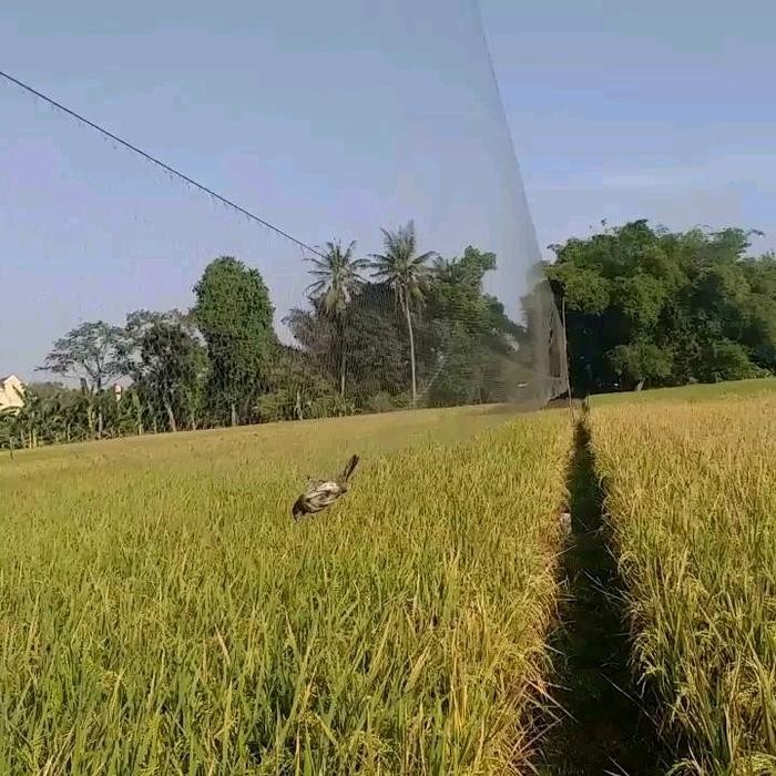 jaring burung kecil lubang 1 inch panjang 90 meter lebar 3 meter jaring burung hitam jaring burung