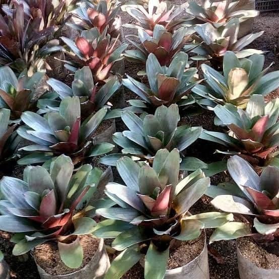 Tanaman Bromelia Giant - Pohon Bromelia Jumbo Besar