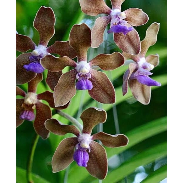 Vanda Tesselata Hybrid