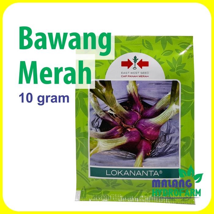 Tn Benih Bawang Merah Lokananta 10 Gram Cap Panah Merah Hydroponik