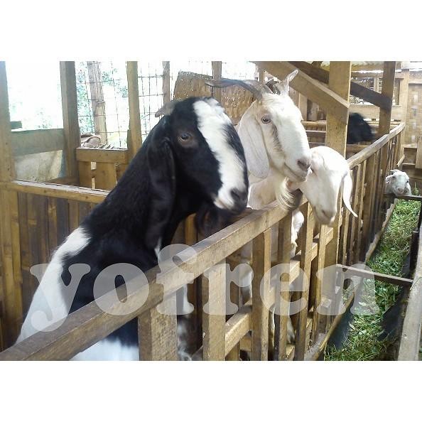 

(Expert) Susu Kambing Etawa Kemasan Plastik 1 Liter (Fresh/Segar/Cair)