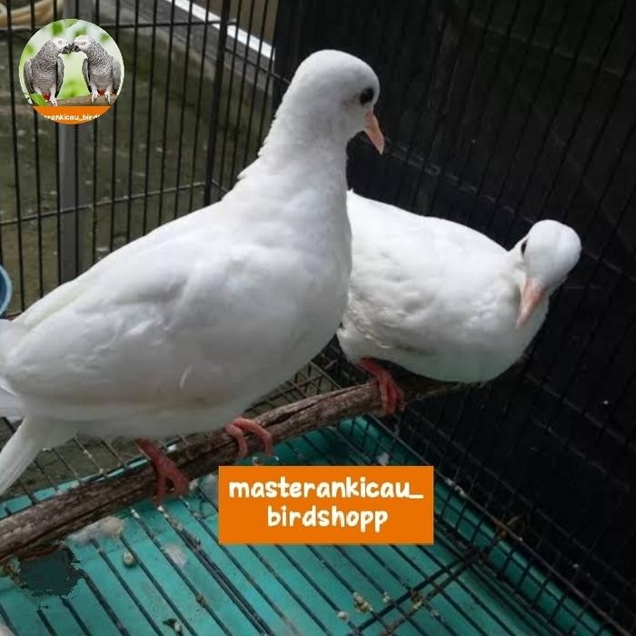 burung tekukur putih sepasang langka mewah mempesona