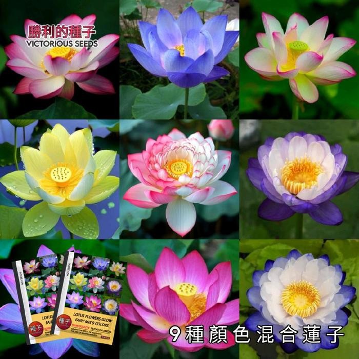 ASLI 1 Pak (40 r) Benih Bunga Lotus Glow Fy Mix 9 Warna Kemasan Import READY STOCK