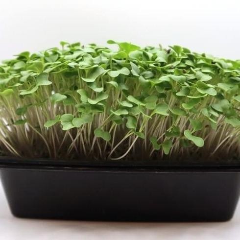Benih Sayur Microgreen Broccoli Waltham