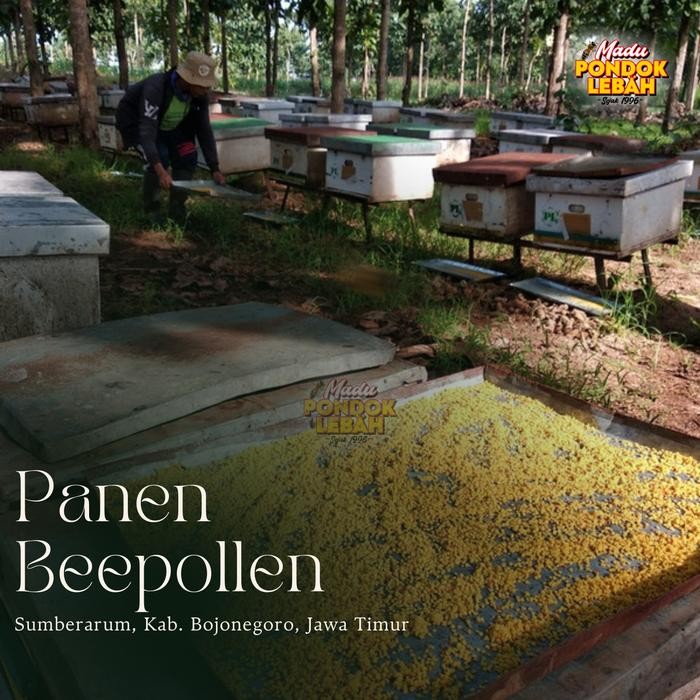 

Ready- Madu Super (Madu + Bee Pollen) 600Ml - Pondok Lebah #Gratisongkir