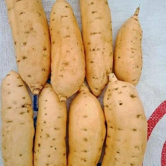 

NWFK Ubi Cilembu Madu