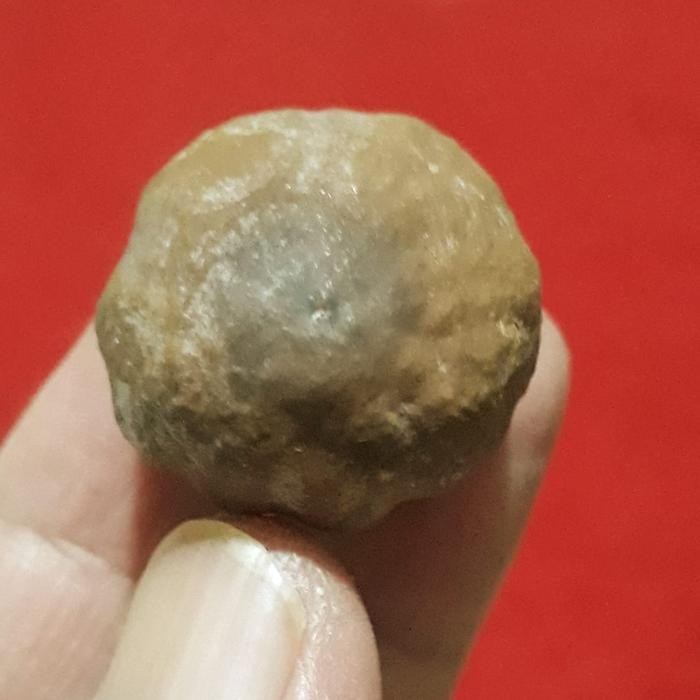 (Allthebest) Muncang Adu Anak Mayit Urgen