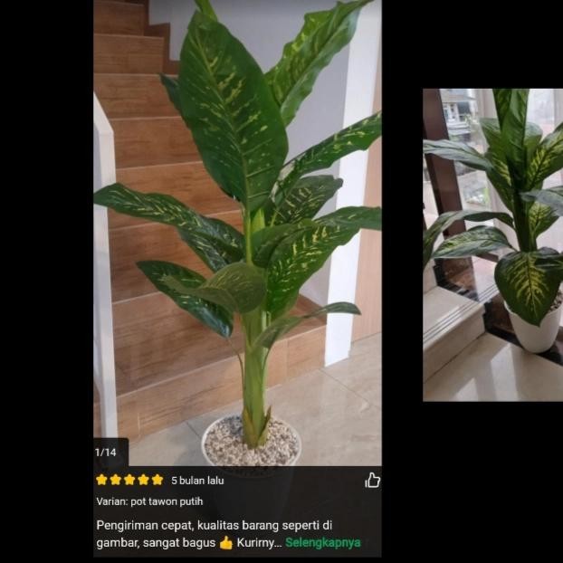 Tanaman Latex Sri Rejeki Jumbo/Tanaman Hias Plastik/Bunga Artificial