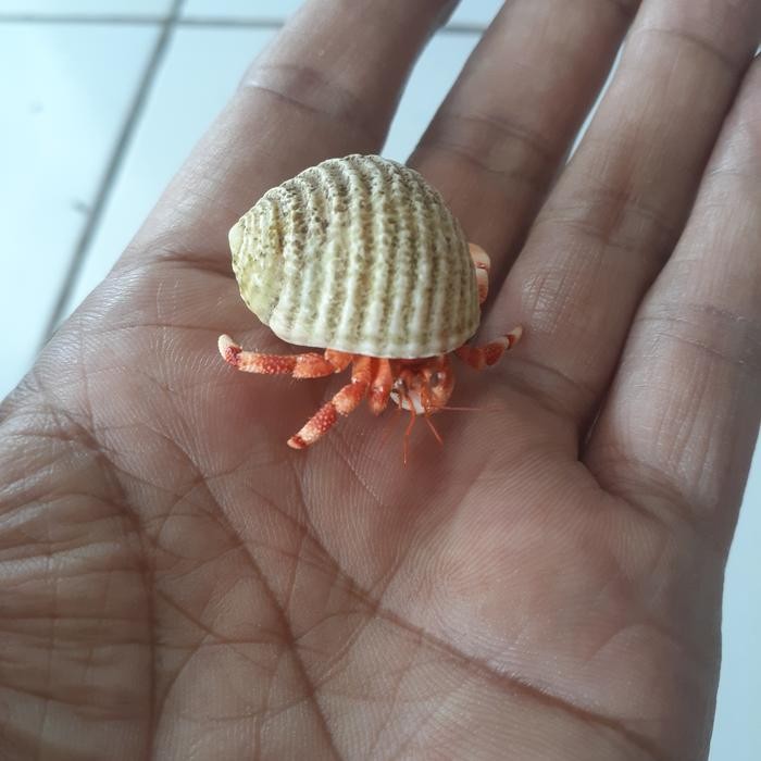 (Allthebest) red perlatus