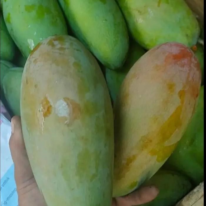 

ASLI Mangga Bangkok Kiojay Mengkal 1 Kg READY STOCK