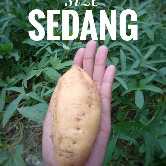 

(Allthebest) ubi cilembu mentah 1 kg