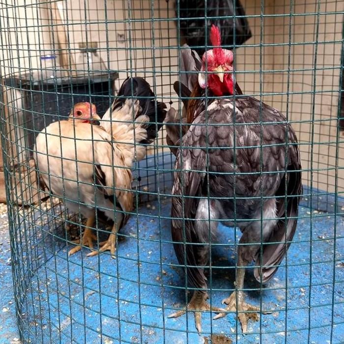 Indukan Ayam Serama Produkan Pk Sepasang Bukan Siapan -Gratisongkir