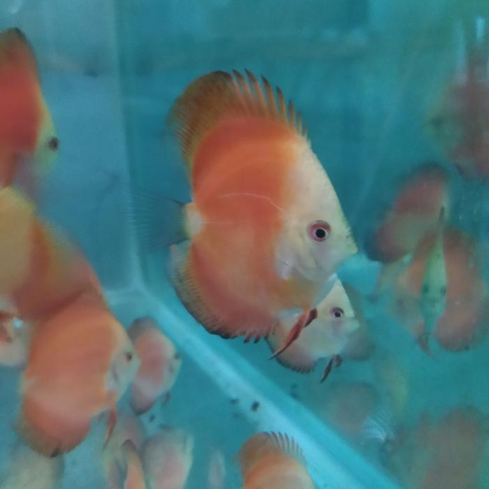 Discus Hb Highbody Buldog -Gratisongkir