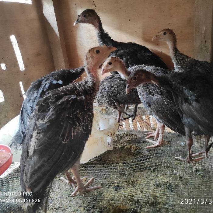 Ayam Kalkun Anakan Usia 2 Bulan Sehat Sehat Hidup -Gratisongkir