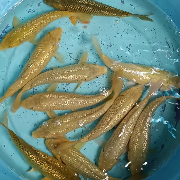 Koi Blitar Bibit Penjinak Chagoi Karasi Readyjuga Showa Kohaku Sanke -Gratisongkir