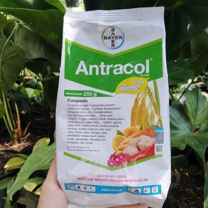 Antracol Fungisida / Obat Jamur Tanaman