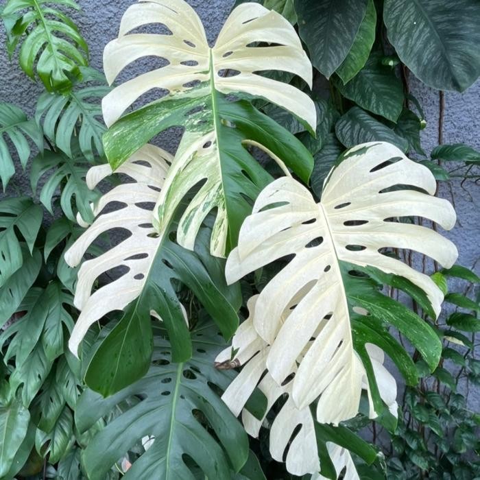 Tanaman Hias Monstera Variegata 9 Daun King, Besar 12 Mv Aa