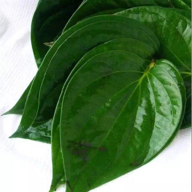 

satu pcs Daun Sirih Ketemu Ros Segar / Daun Suruh Temu