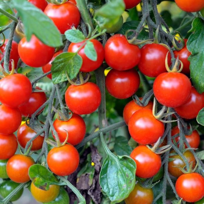 BIBIT BENIH BIJI SAYUR TOMAT CERI MERAH MANIS SMALL RED CHERRY TOMATO
