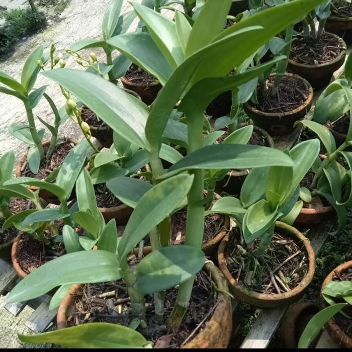 anggrek dendrobium superbien dewasa serumpun