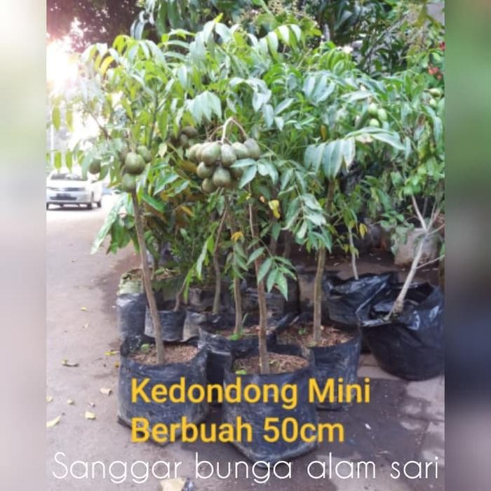 Tanaman Buah Kedondong / Bibit Buah Kedondong Murah Sale