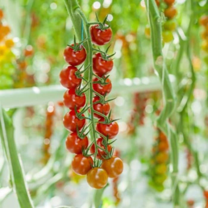 Benih Tomat Cherry Aruru RZ Repacking isi 5 seeds toywlu 2248hp