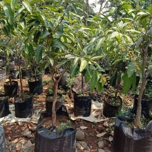 bibit pohon mangga cangkokan