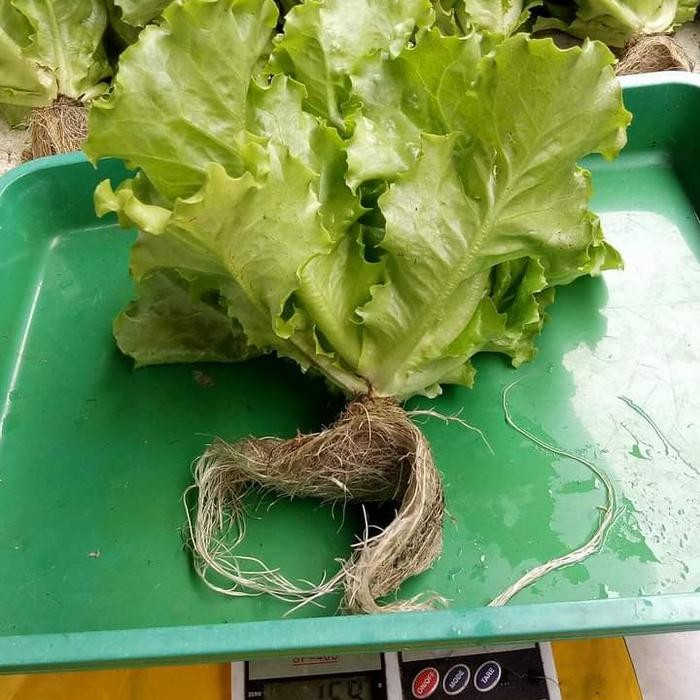 benih selada batavia brava 1gr