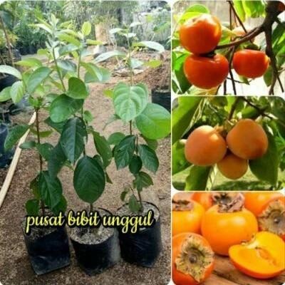 Bibit murah okulasi buah kesemek jepang Pohon Kesemek super