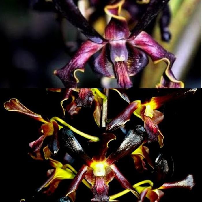 botolan anggrek dendrobium black spider