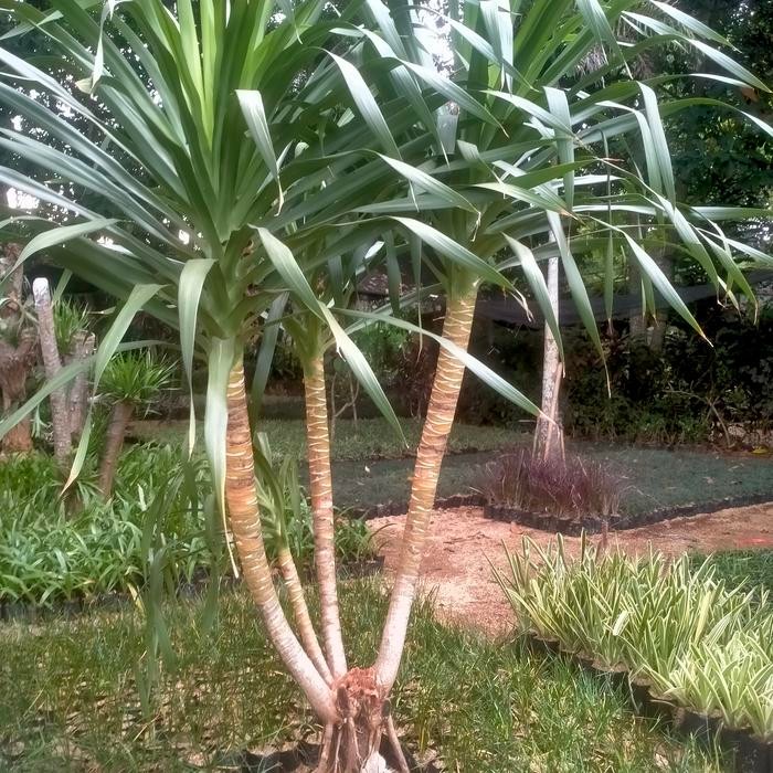 tanaman pandan Bali/Bercabang