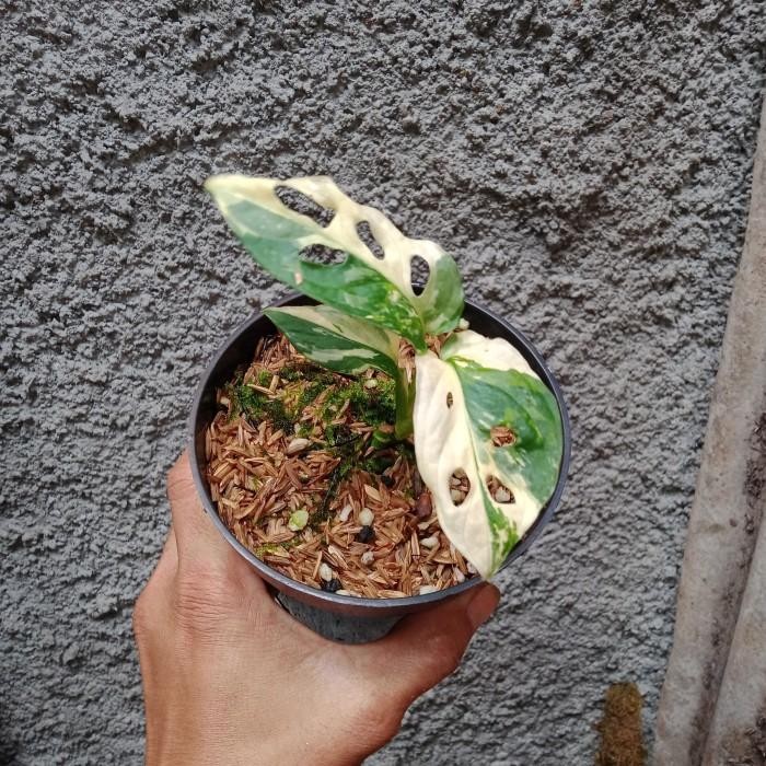 monstera janbol jepang variegata putih