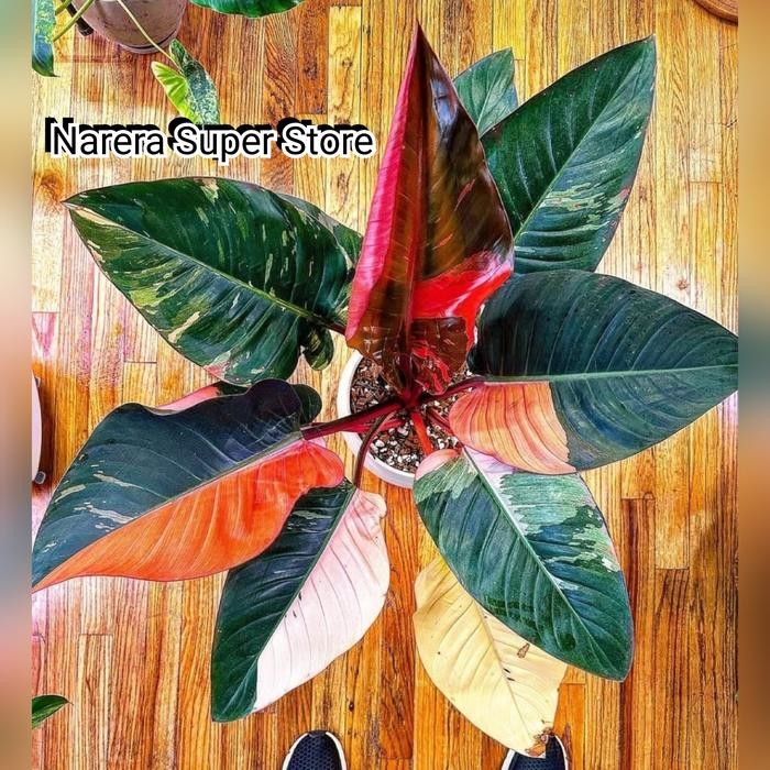 Taneman Hias Philodendron Red Congo Variegata Varigata Variegated Real Pict Murah Ekonomis