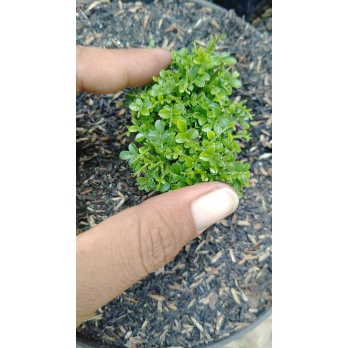 kemuning super mikro kecil