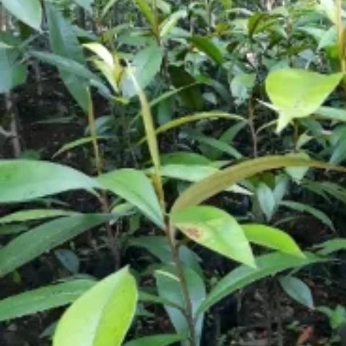 Pohon eboni/kayu hitam